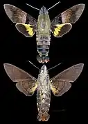 Macroglossum faro