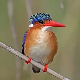 C. c. cristatusNamibia