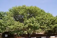 Ceylon ironwood