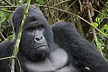 Image 10The endangered mountain gorilla; half of its population live in the DRC's Virunga National Park, making the park a critical habitat for these animals. (from Democratic Republic of the Congo)