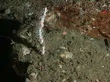 New Leptogorgia species