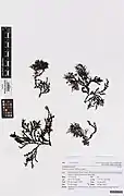 Dried, herbarium samples of Notheia held at Auckland War Memorial Museum