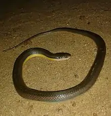 Dorsal view