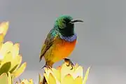sunbird with glossy bluish-green head, blackish face, brownish-green upperparts, orange underparts turning yellow towards the bottom, and purple chestband