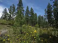 Oregon Grape flowering in the shade of Ponderosa Pines at Skaha Bluffs Park
