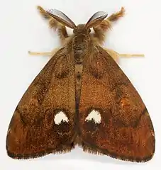 volant male imago