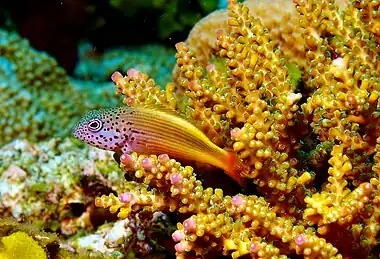 Black-sided hawkfish