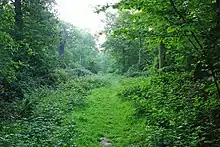Weeleyhall Wood
