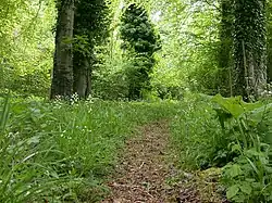 Chappetts Copse