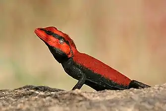 Breeding color
