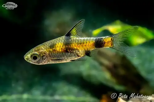 Pethia aurea