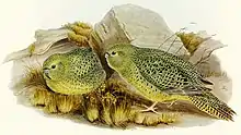 A green parrot with black-edged feathers and wing-tips, and a light green underside
