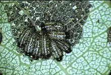 Phratora vitelliane larvae feeding on Populus tremula