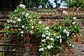 Trellis example
