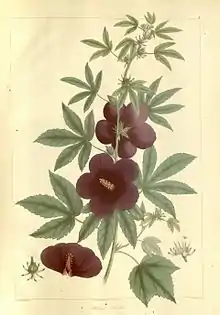 Hibiscus radiatus