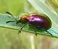 on milkweed