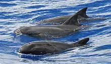 Three gray and dolphins