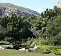 Rapanea trees and some waboom (Protea nitida) growing in the gardens