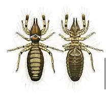 Colour drawjngs of Rhagodima nigrocincta from both above and below