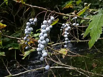 Ripe fruit