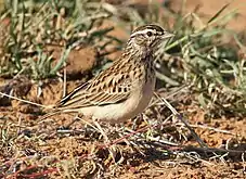 C. s. sabotoides at Mapungubwe, Limpopo(small-billed)