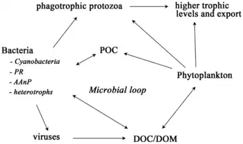 Image 2Sea ice food web and the microbial loop. AAnP = aerobic anaerobic phototroph, DOC = dissolved organic carbon, DOM = dissolved organic matter, POC = particulate organic carbon, PR = proteorhodopsins. (from Marine food web)