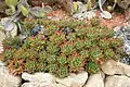 Aloe nobilis clumps