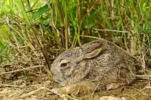 Gray hare