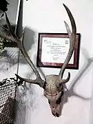 Skull of a Dear
