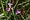 Agalinis paupercula, smallflower false foxglove, Washington Island