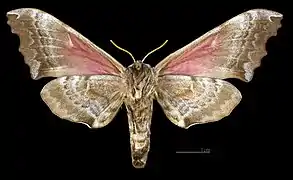 Female ventral