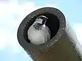 Sparrow in gun barrel of tank, Prokhorovka