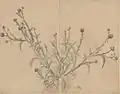 Thistle, pencil and watercolor on cardboard, ca. 1876-1878 (National Museum in Warsaw)