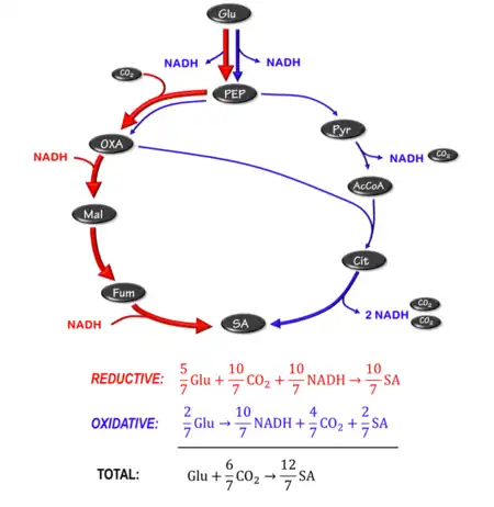 Figure 3: Metabolic pathway for producing succinic acid without byproducts. NADH balance is achieved by oxidative TCA branch.