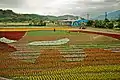 Farmers paint with flowers by the highway