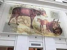 Tamaraw