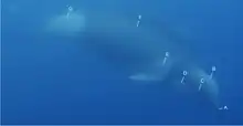 Underwater cetacean with numbered lines