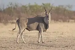 Brown bovid