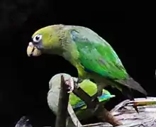 Green parrot with yellow head and black tail tips