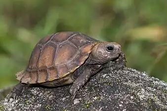 Lateral view