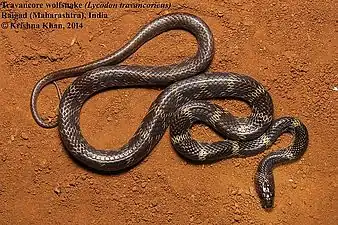 Dorsal view