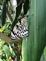 Idea leuconoe