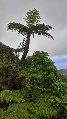 Tree fern and black cabbage tree