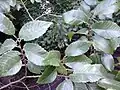 Foliage of same