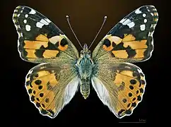 Dorsal side