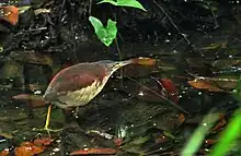 Schrenck's bittern