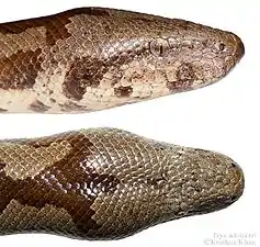 Head