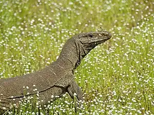 Bengal monitor